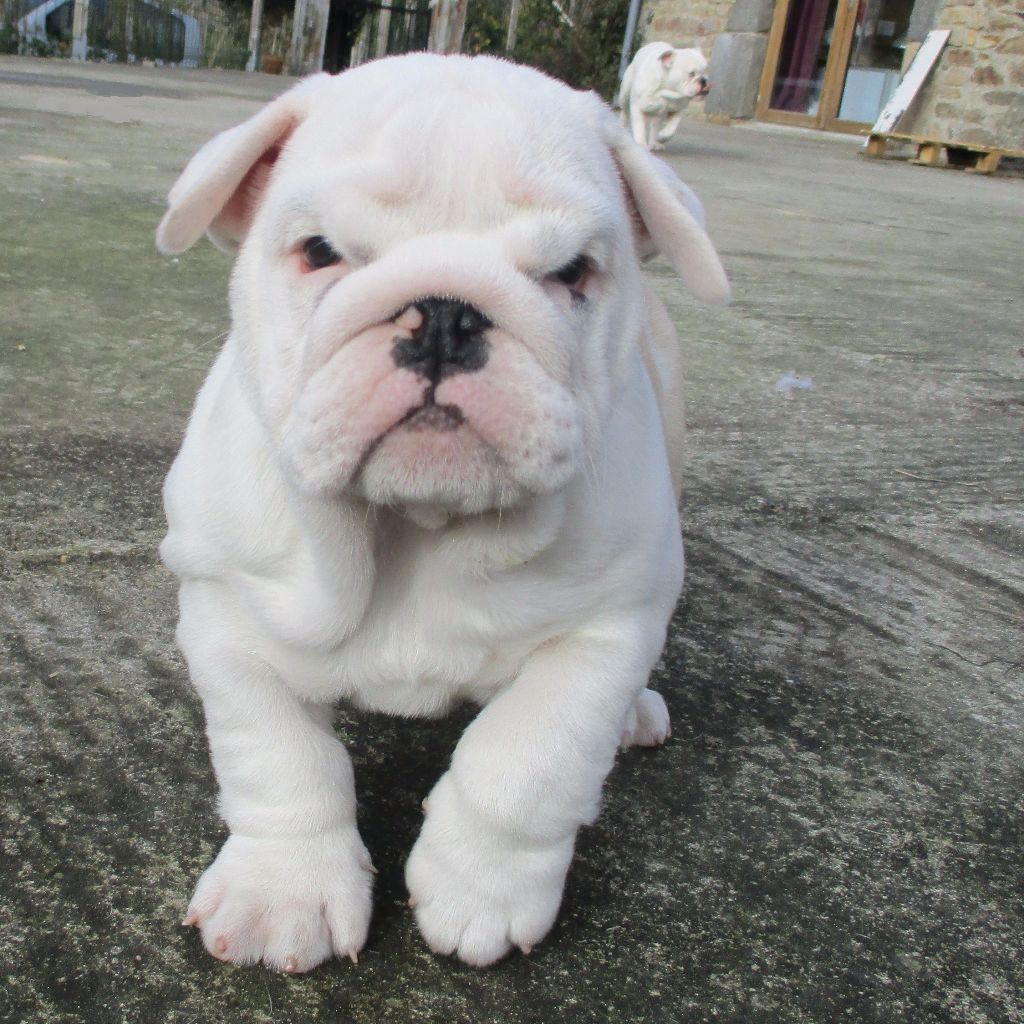 Snowbulls - Chiots disponibles - Bulldog Anglais