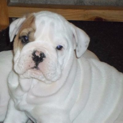 Chiot Bulldog Anglais Snowbulls