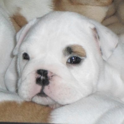 Chiot Bulldog Anglais Snowbulls