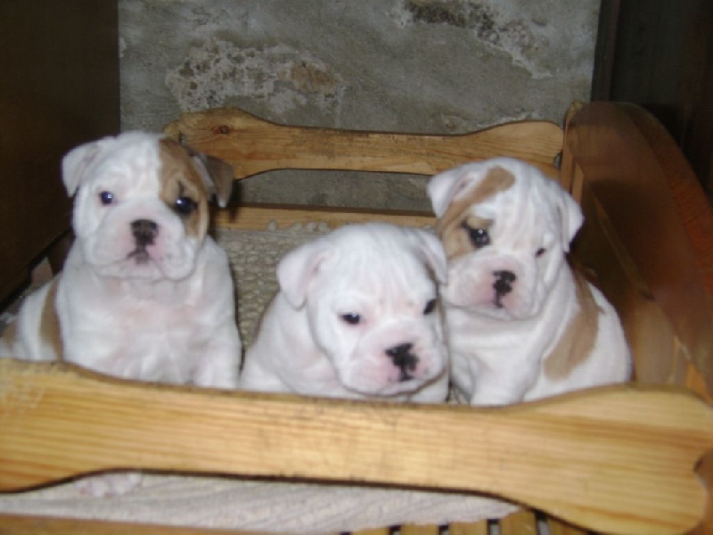 Chiot Bulldog Anglais Snowbulls