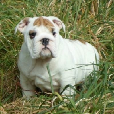 Chiot Bulldog Anglais Snowbulls