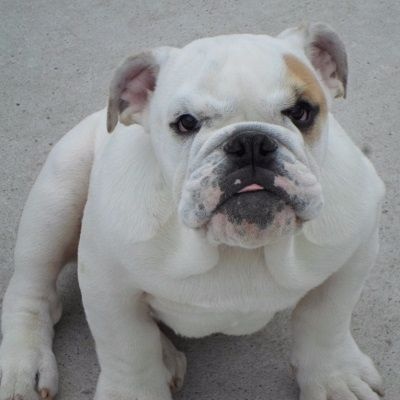 Chiot Bulldog Anglais Snowbulls