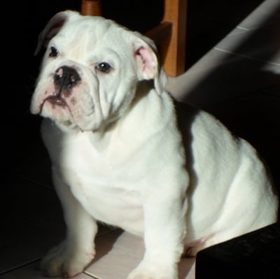 Chiot Bulldog Anglais Snowbulls