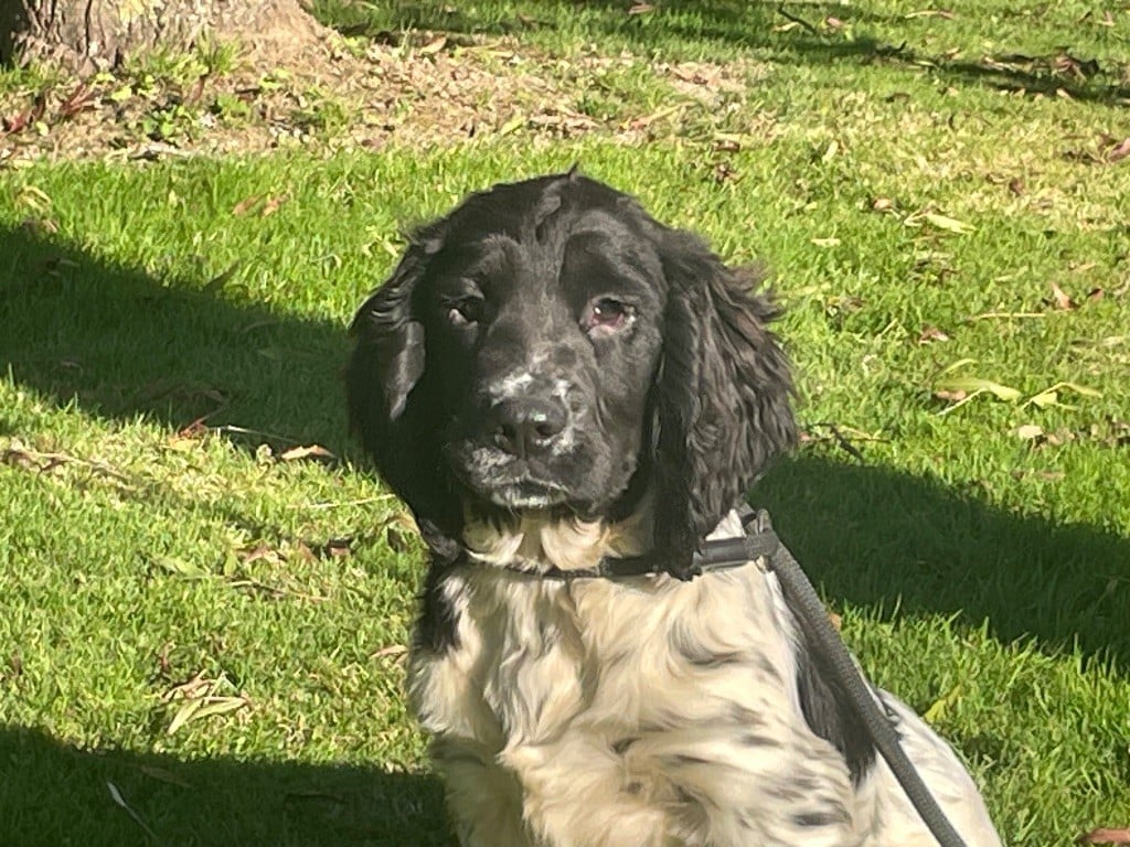 de Torlhak - Chiots disponibles - English Springer Spaniel