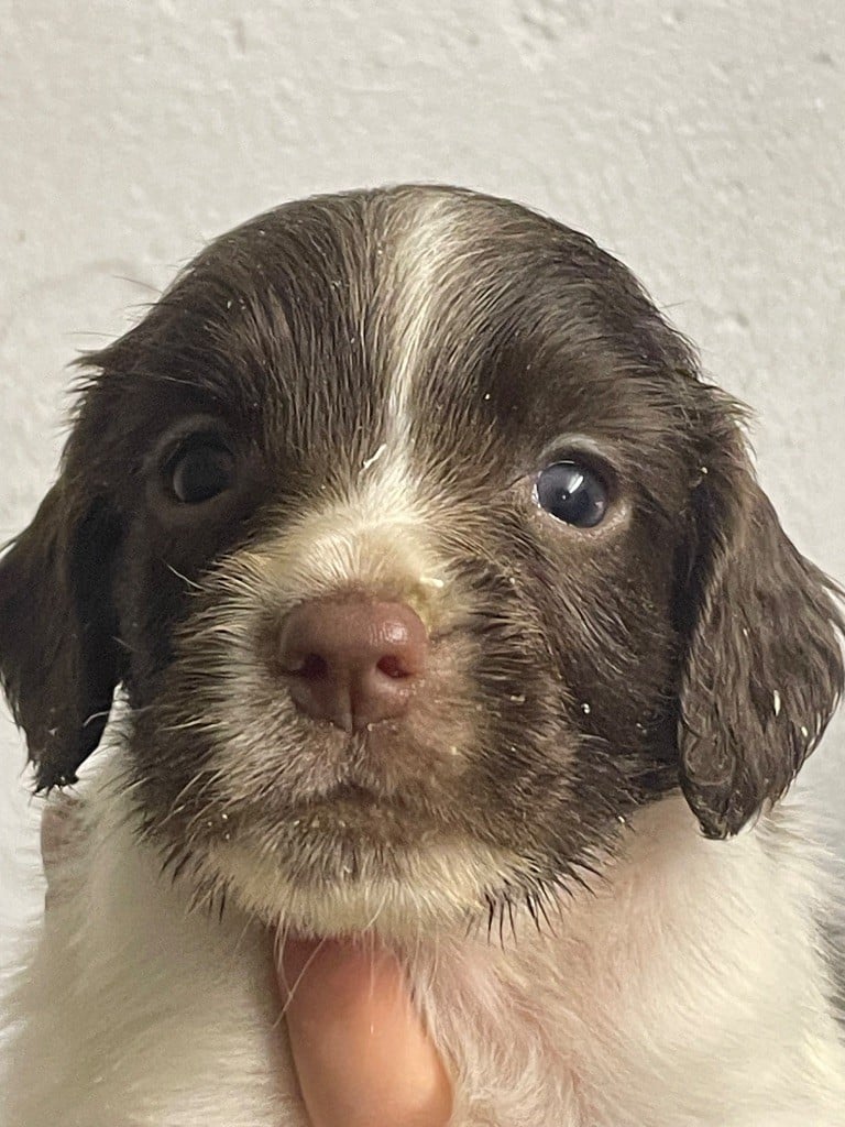 de Torlhak - English Springer Spaniel - Portée née le 03/12/2024