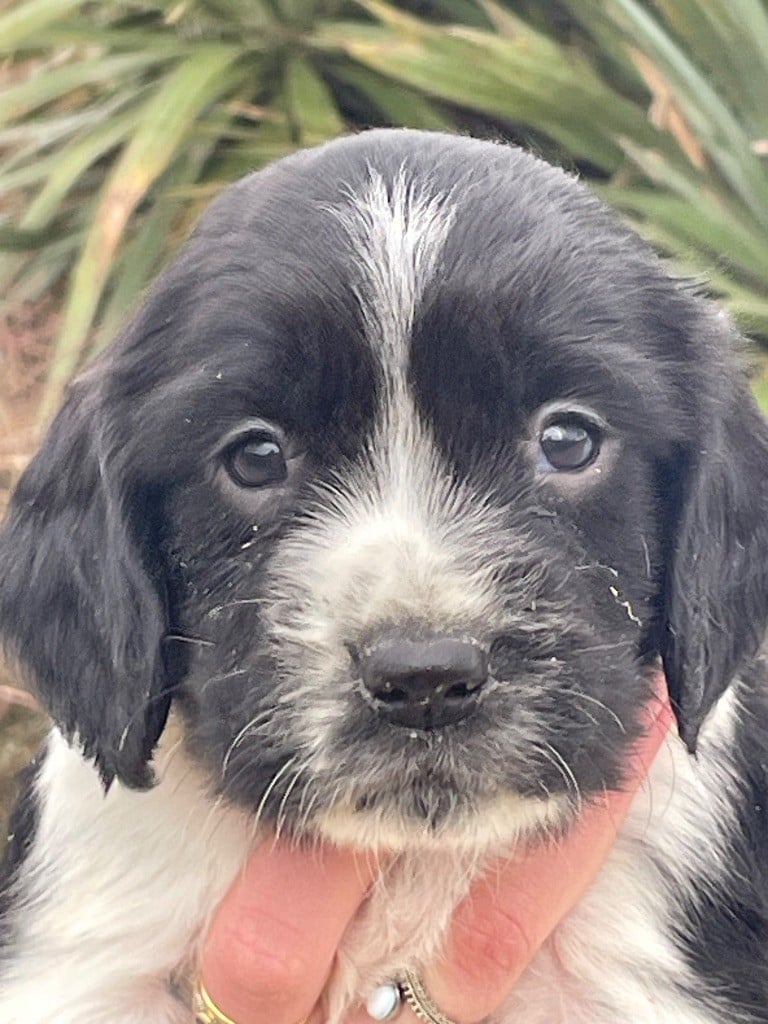 de Torlhak - Chiots disponibles - English Springer Spaniel