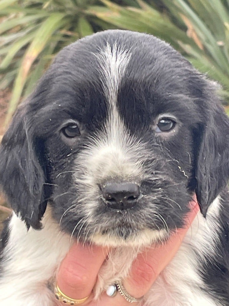 de Torlhak - English Springer Spaniel - Portée née le 20/01/2025