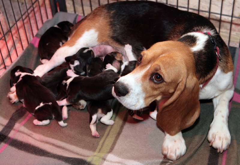 Chiot Beagle des Babines de Diamant