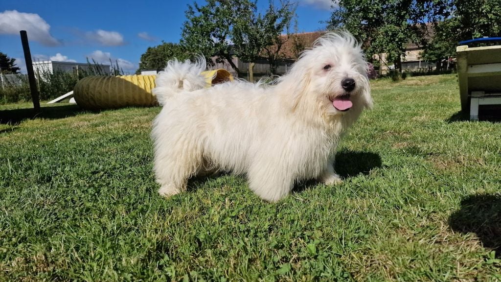 du mont de la chenaie - Chiots disponibles - Coton de Tulear