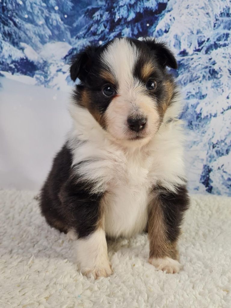 du mont de la chenaie - Shetland Sheepdog - Portée née le 01/12/2022