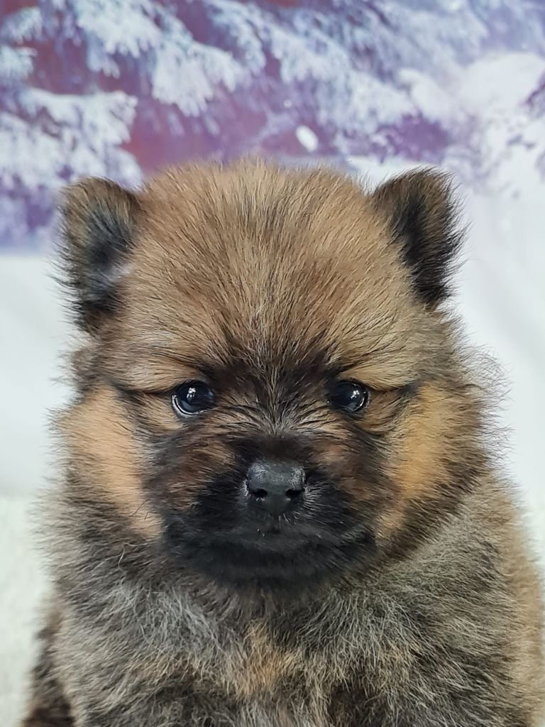 du mont de la chenaie - Chiots disponibles - Spitz allemand