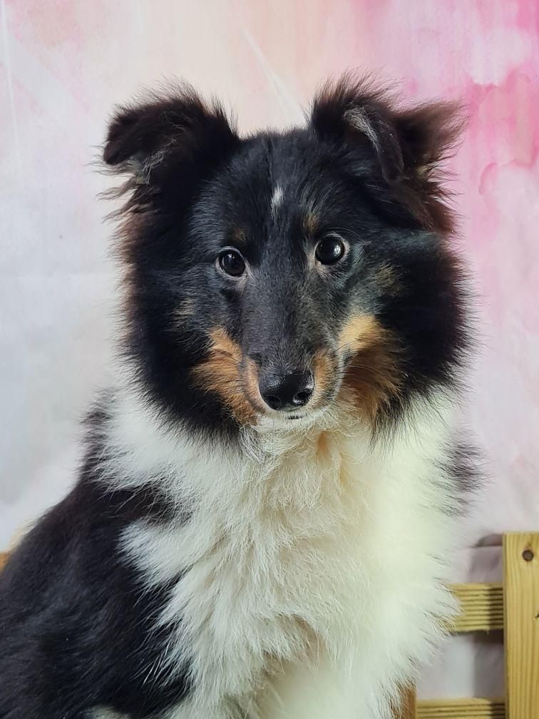 du mont de la chenaie - Shetland Sheepdog - Portée née le 04/08/2023