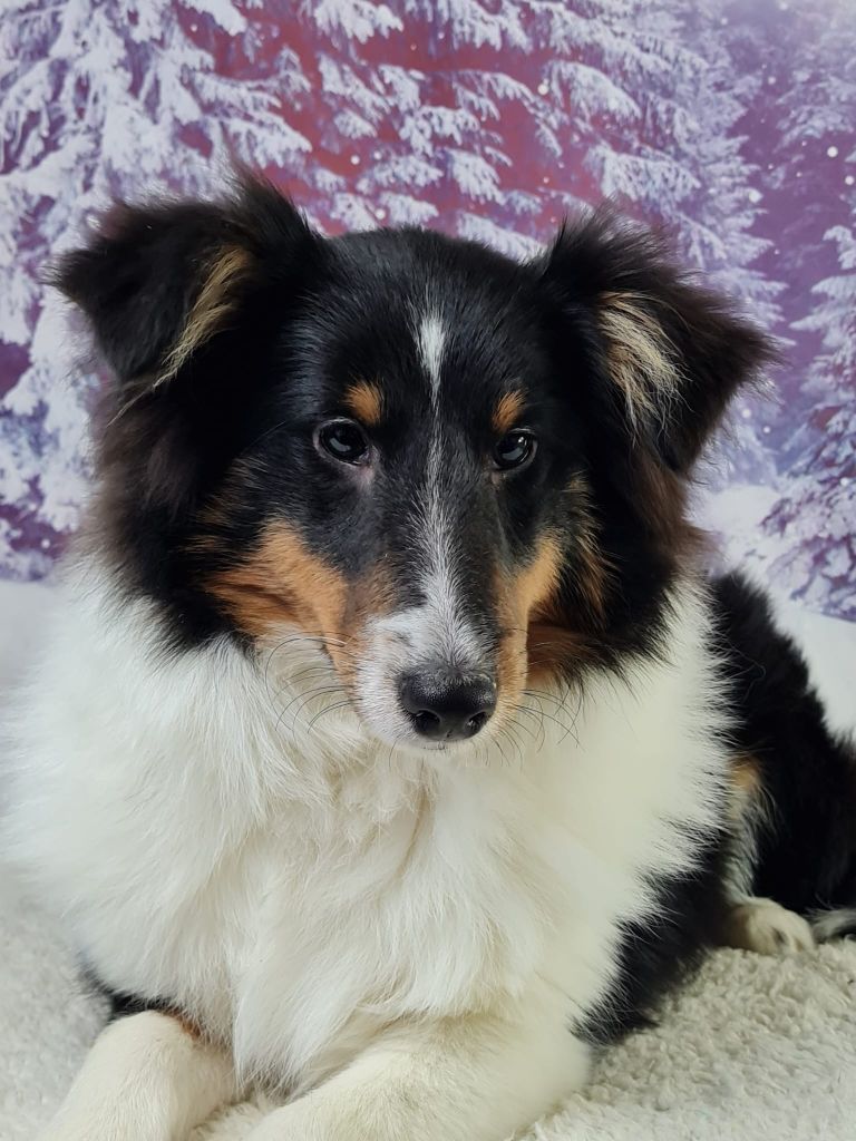 du mont de la chenaie - Chiots disponibles - Shetland Sheepdog