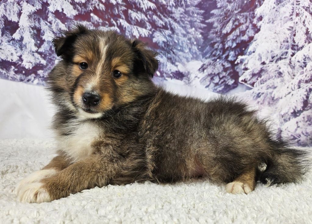 du mont de la chenaie - Chiots disponibles - Shetland Sheepdog