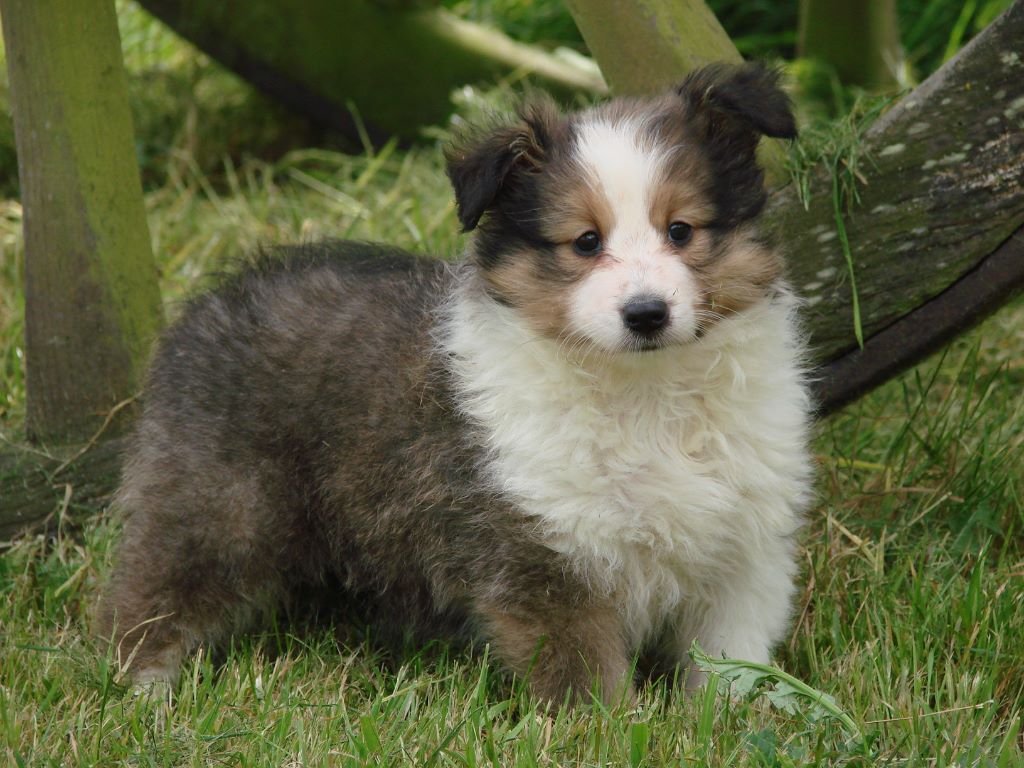 du mont de la chenaie - Shetland Sheepdog - Portée née le 17/02/2020