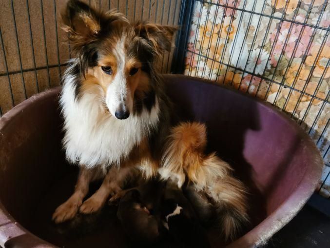 du mont de la chenaie - Shetland Sheepdog - Portée née le 22/07/2020