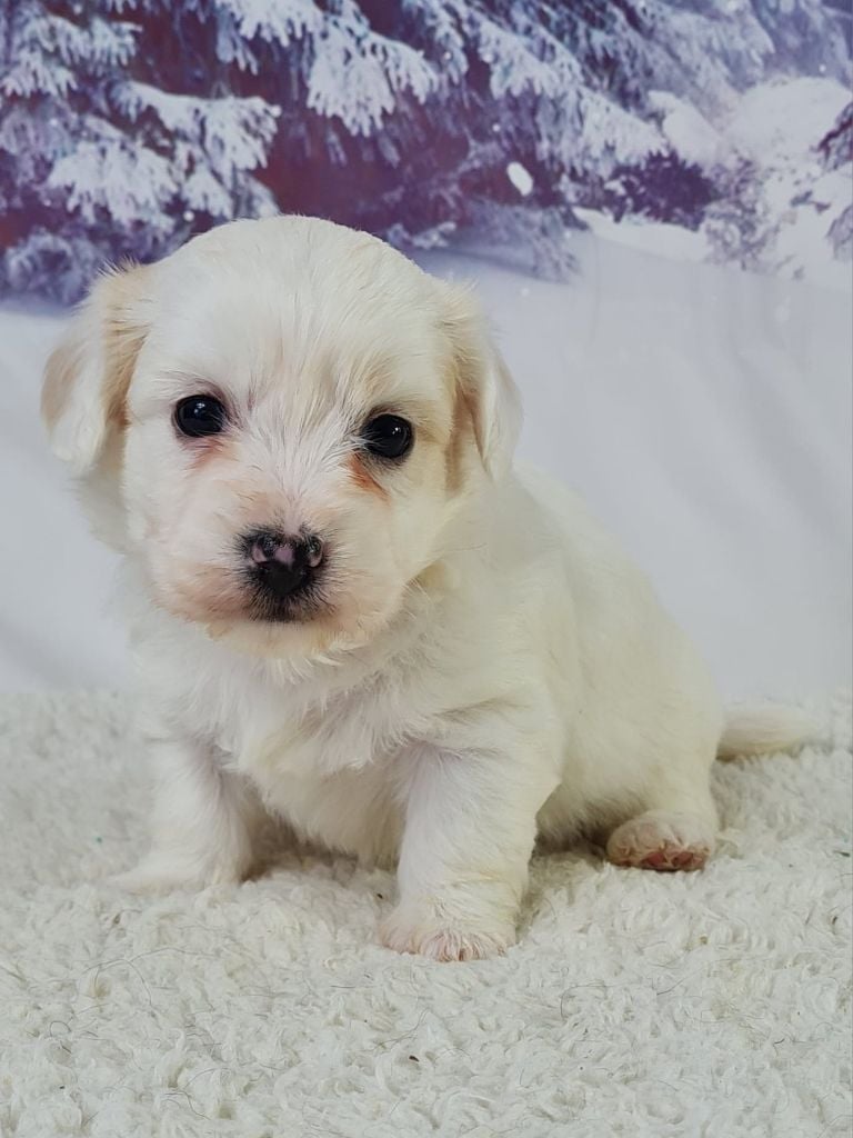 du mont de la chenaie - Chiots disponibles - Coton de Tulear