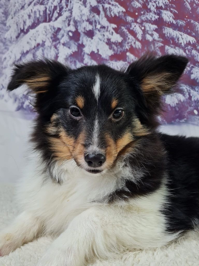 du mont de la chenaie - Chiots disponibles - Shetland Sheepdog