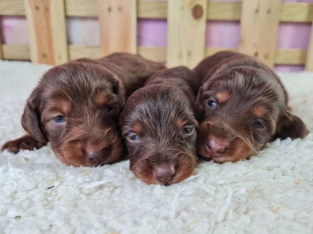 Chiot Teckel poil long du mont de la chenaie