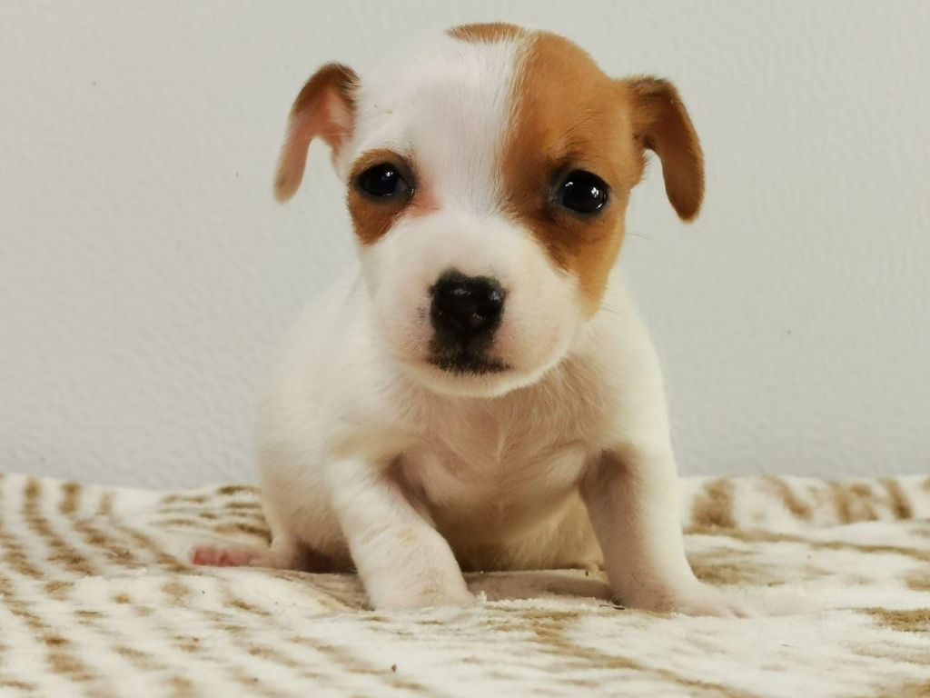 du mont de la chenaie - Jack Russell Terrier - Portée née le 26/11/2020