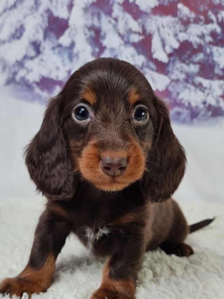 du mont de la chenaie - Chiots disponibles - Teckel poil long