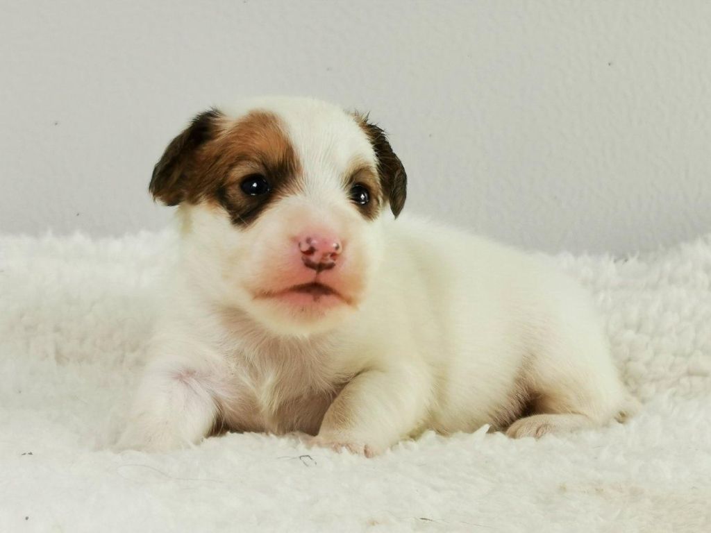 du mont de la chenaie - Jack Russell Terrier - Portée née le 19/11/2020