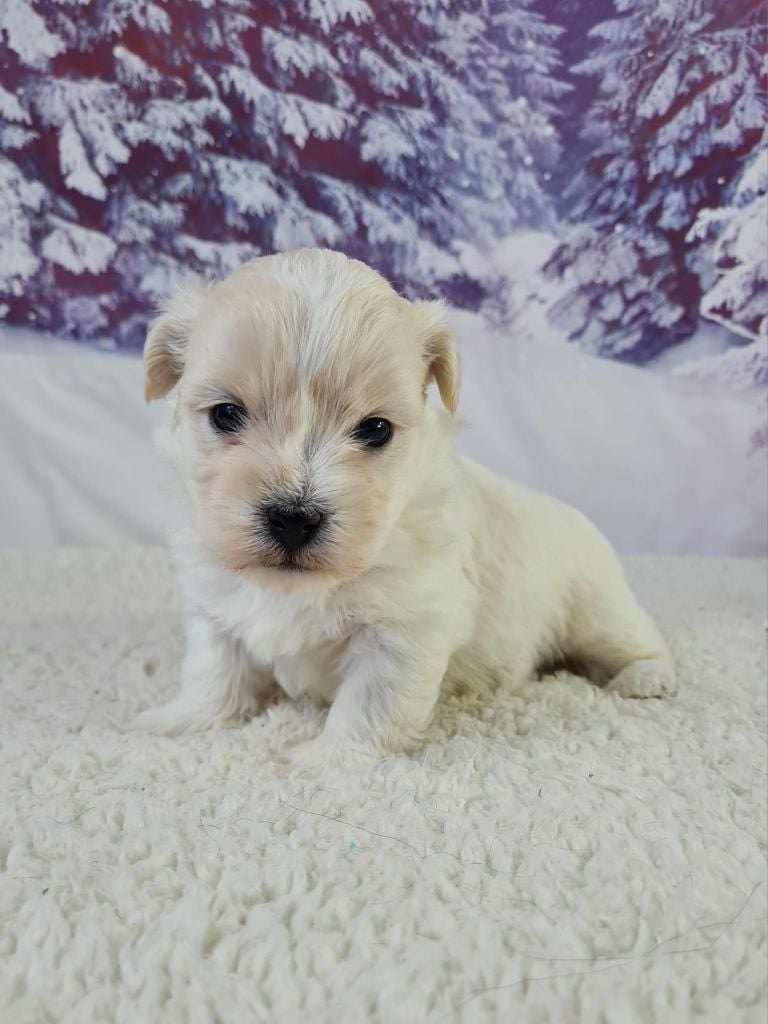 du mont de la chenaie - Chiots disponibles - Coton de Tulear