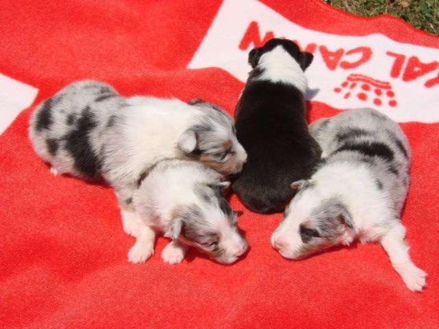 du mont de la chenaie - Shetland Sheepdog - Portée née le 25/06/2015