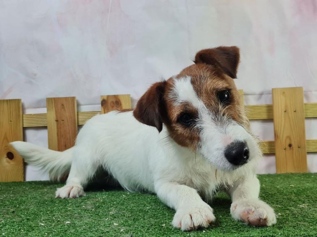 du mont de la chenaie - Jack Russell Terrier - Portée née le 09/07/2023