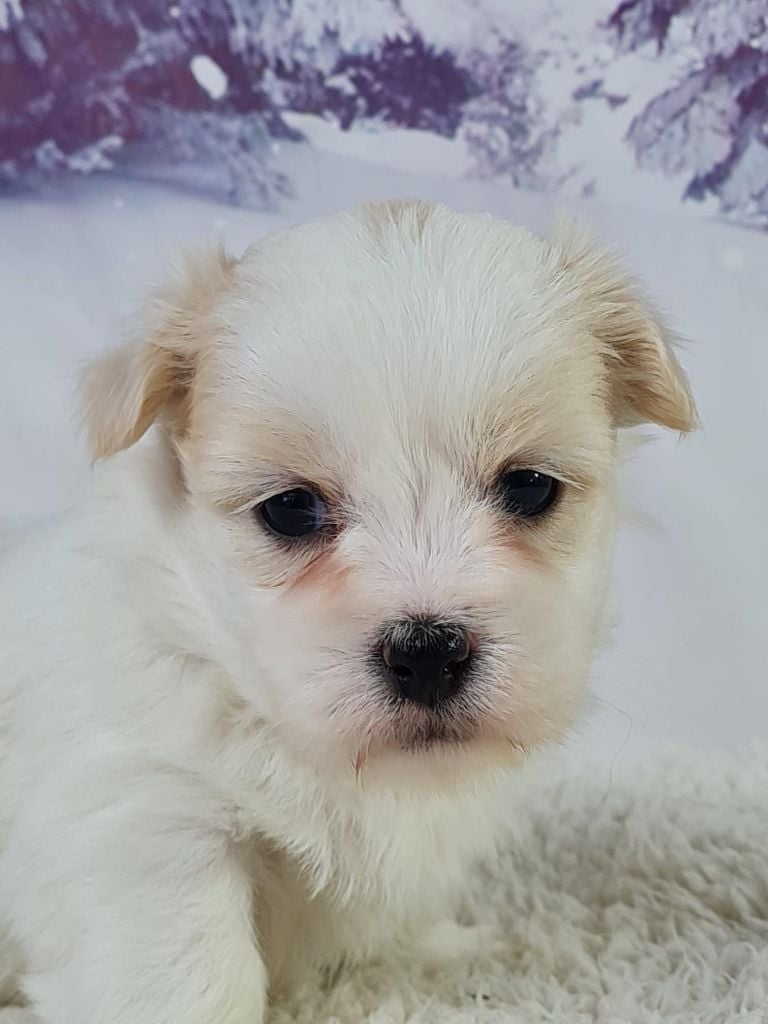 du mont de la chenaie - Chiots disponibles - Coton de Tulear