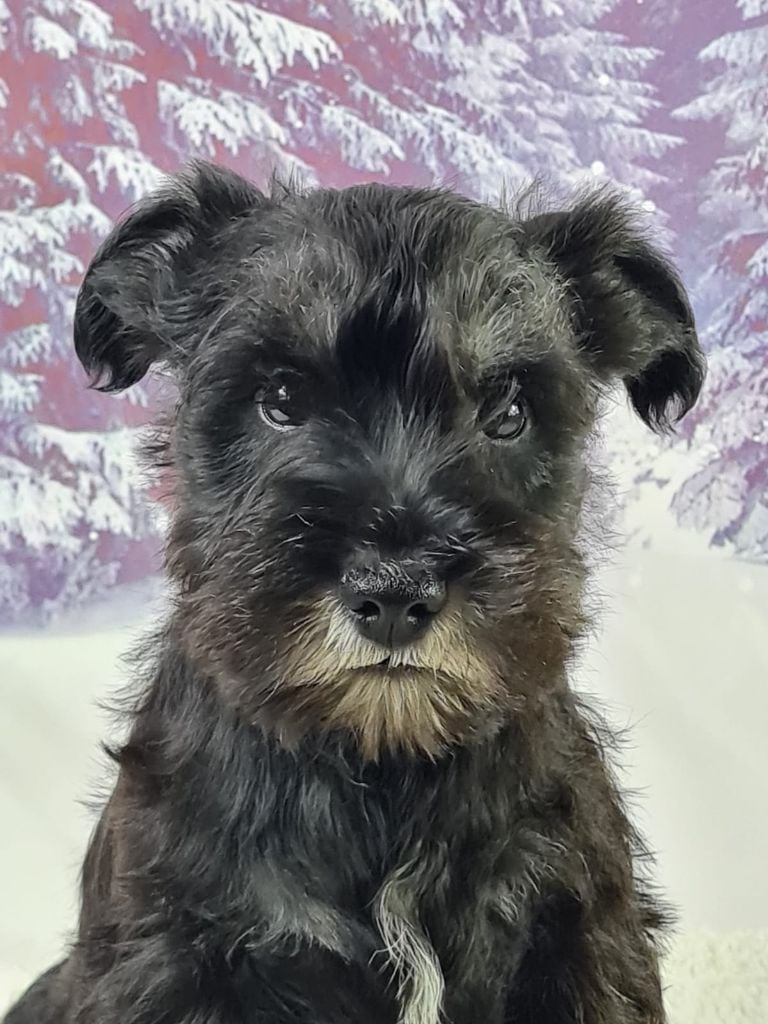 du mont de la chenaie - Chiots disponibles - Schnauzer miniature