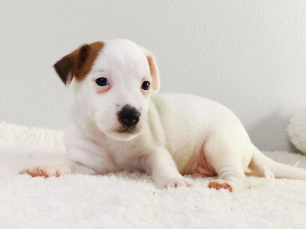 du mont de la chenaie - Jack Russell Terrier - Portée née le 28/09/2020