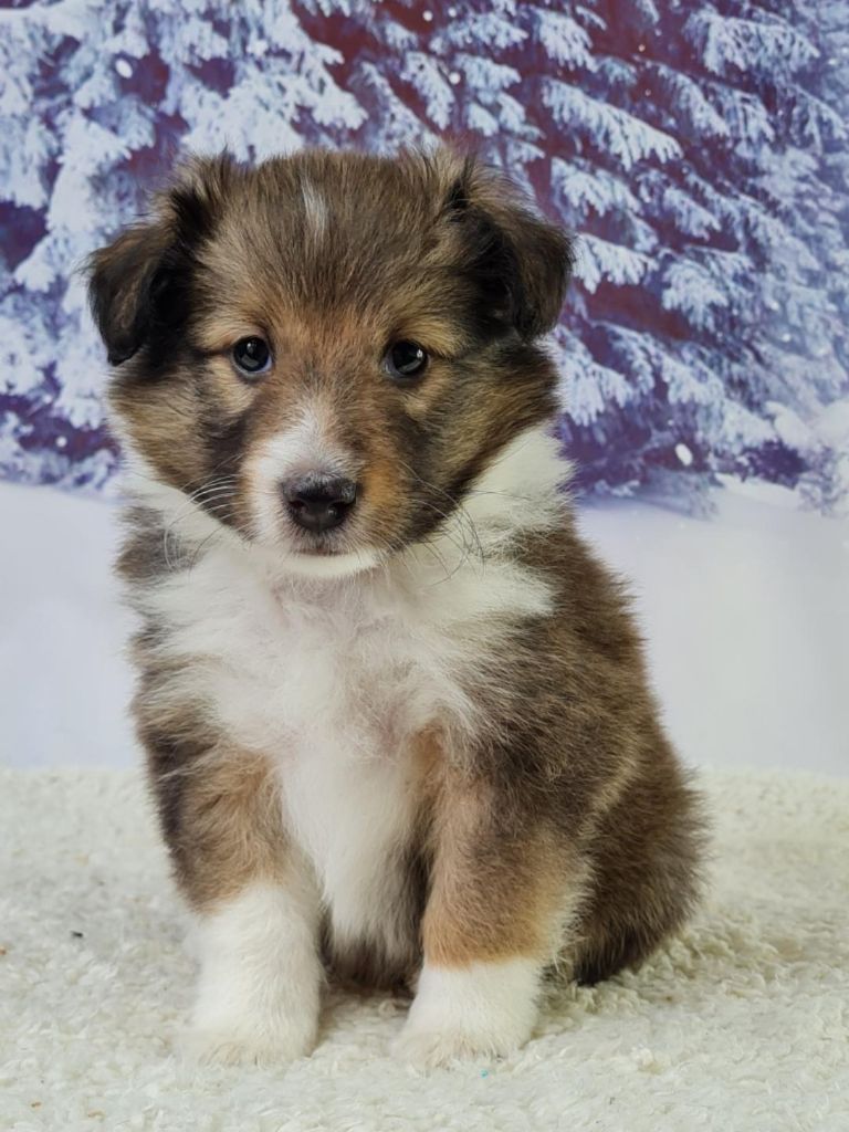 du mont de la chenaie - Shetland Sheepdog - Portée née le 22/03/2023