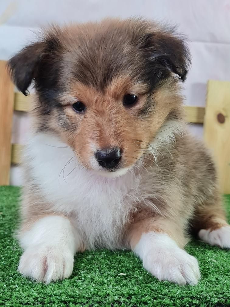 du mont de la chenaie - Shetland Sheepdog - Portée née le 13/06/2023