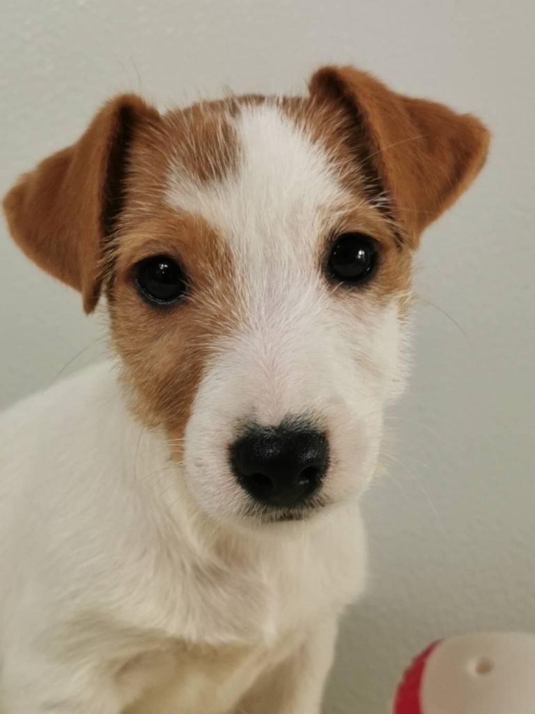 du mont de la chenaie - Jack Russell Terrier - Portée née le 30/10/2021