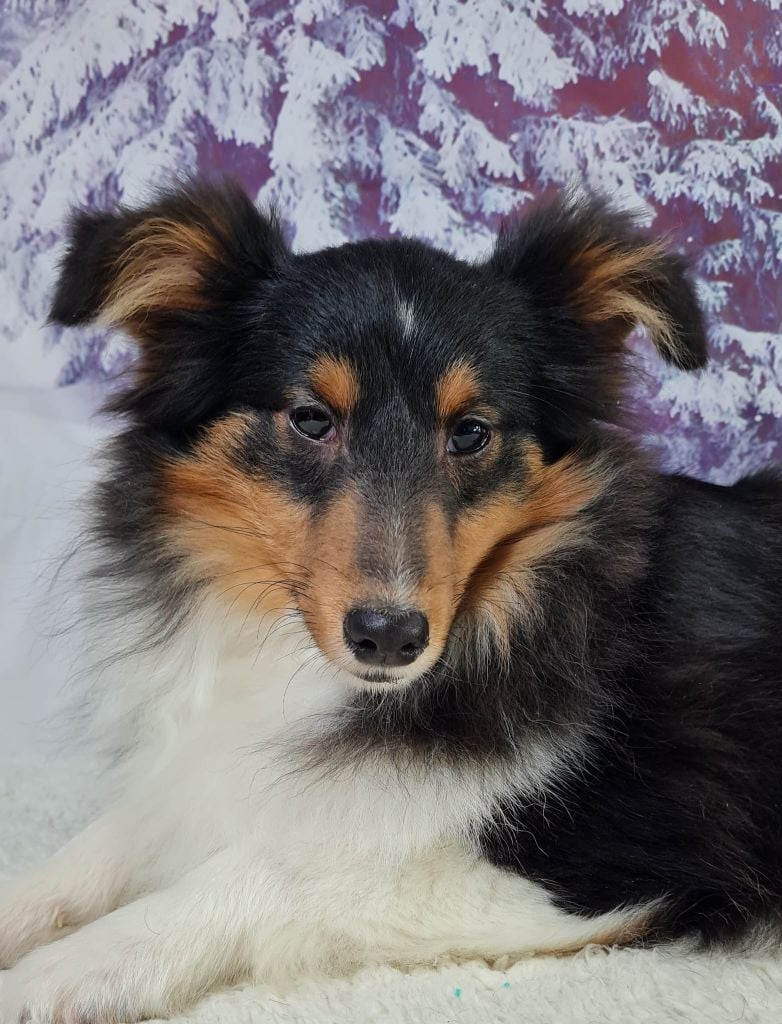 du mont de la chenaie - Chiots disponibles - Shetland Sheepdog