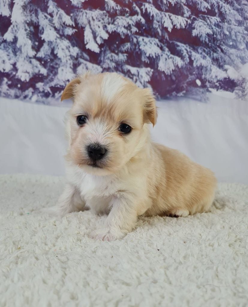 du mont de la chenaie - Chiots disponibles - Coton de Tulear