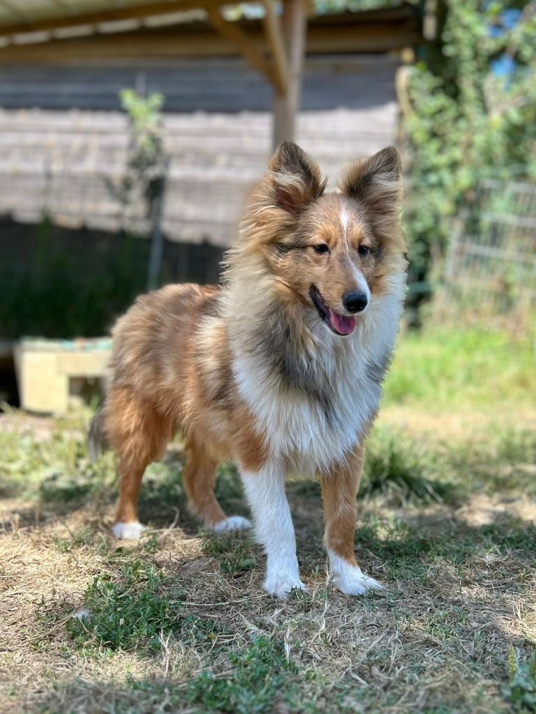 du mont de la chenaie - Shetland Sheepdog - Portée née le 05/02/2024