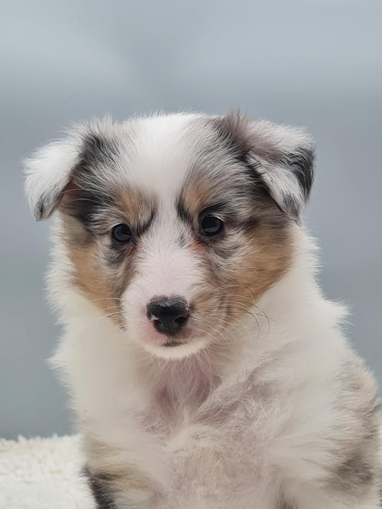 du mont de la chenaie - Shetland Sheepdog - Portée née le 17/06/2023