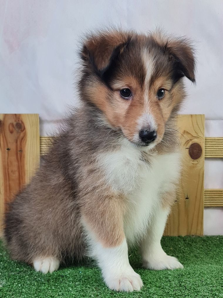 du mont de la chenaie - Shetland Sheepdog - Portée née le 06/05/2024