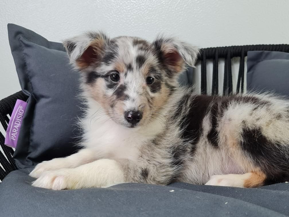 du mont de la chenaie - Shetland Sheepdog - Portée née le 11/02/2022