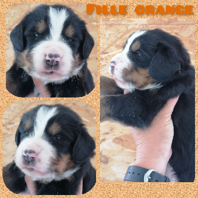 Fille orange