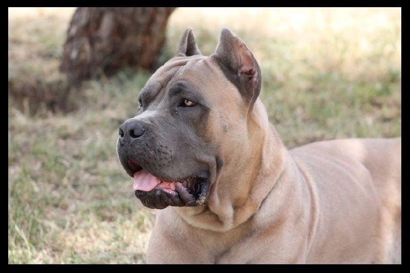 du Coliseum de Cassiopé - Cane Corso - Portée née le 29/02/2016