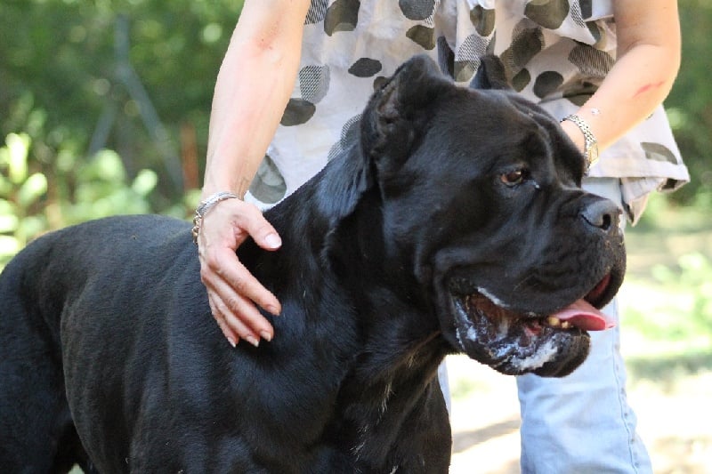 du Coliseum de Cassiopé - Cane Corso - Portée née le 10/08/2012