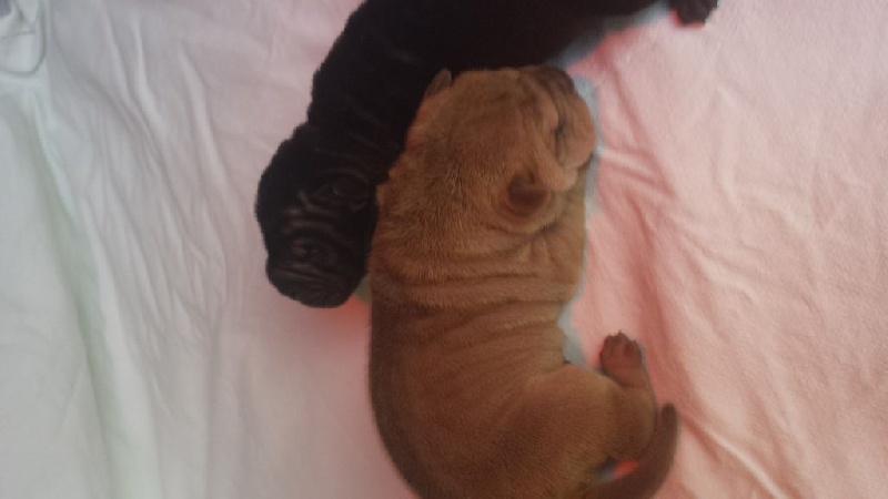 Des bambous de kunming  - Shar Pei - Portée née le 31/03/2015