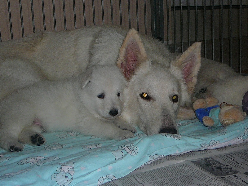 Chiot Berger Blanc Suisse du clos du mont Saint Pierre