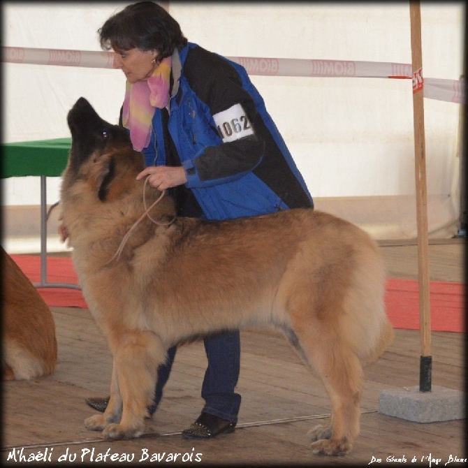 des Géants de l'Ange Blanc - Exposition Bourges et Montlucon 2015