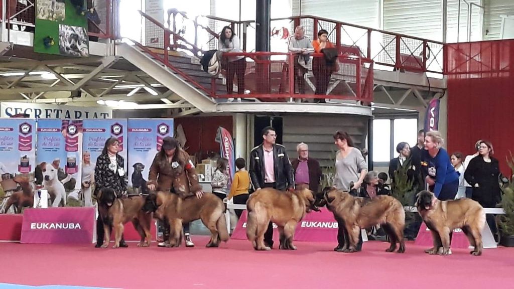 des Géants de l'Ange Blanc - Exposition de Bourges 16 février 2020