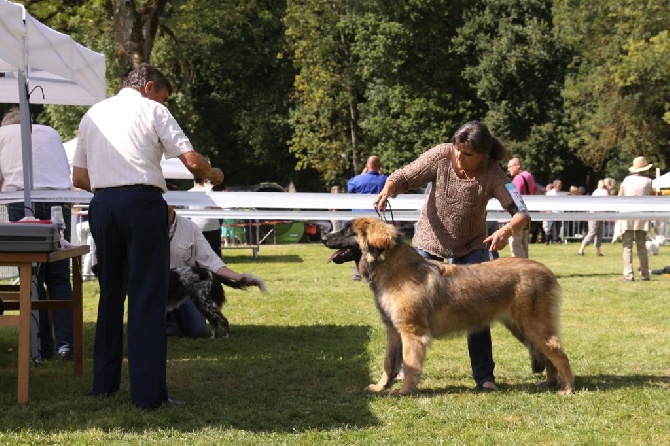 des Géants de l'Ange Blanc - Spéciale léonberg Romorantin 31 aout 14