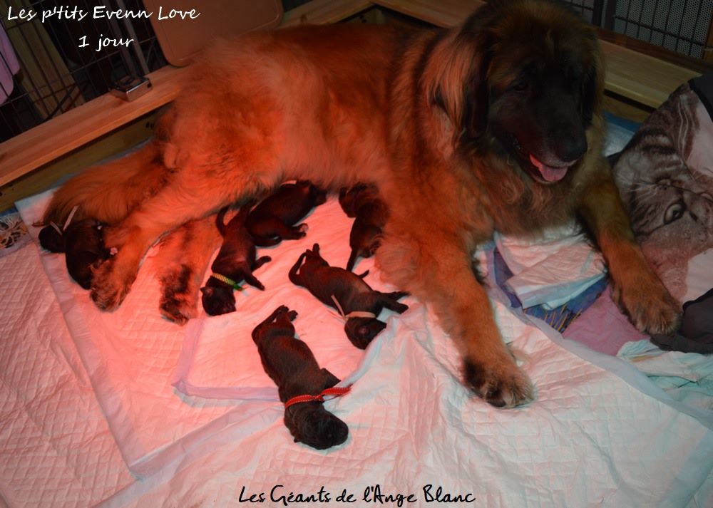 des Géants de l'Ange Blanc - Les bébés sont arrivés